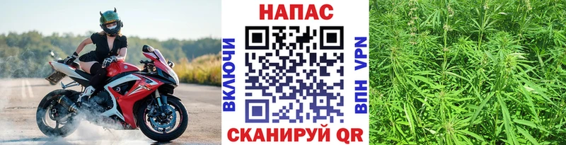 МАРИХУАНА семена  Кадников 